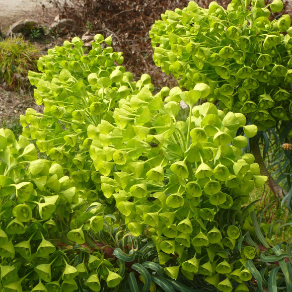 SPURGE Euphorbia characias