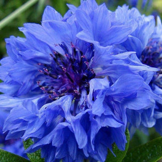 BLUE BALL Bachelor's Button Cornflower Centaurea Cyanus Batchelors Annual Corn Flower 20 Seeds