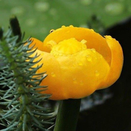 DWARF YELLOW WATER LILY Nuphar lutea