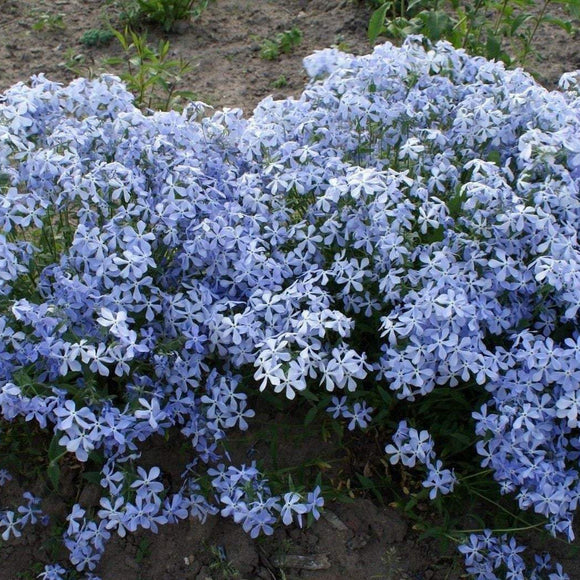 WILD BLUE PHLOX Phlox divaricata