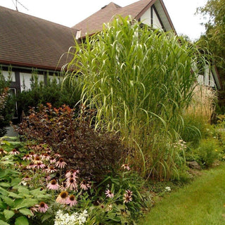GIANT JAPANESE SILVER GRASS Miscanthus floridulus