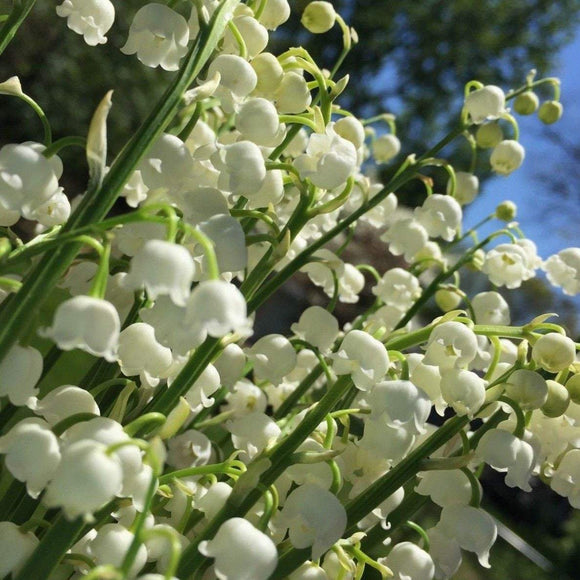 LILY OF THE VALLEY Convallaria majalis