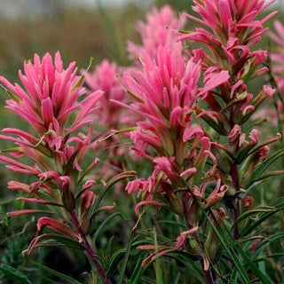 DOWNY PAINTED CUP Castilleja sessiliflora (Sorry no USA sales for this item)