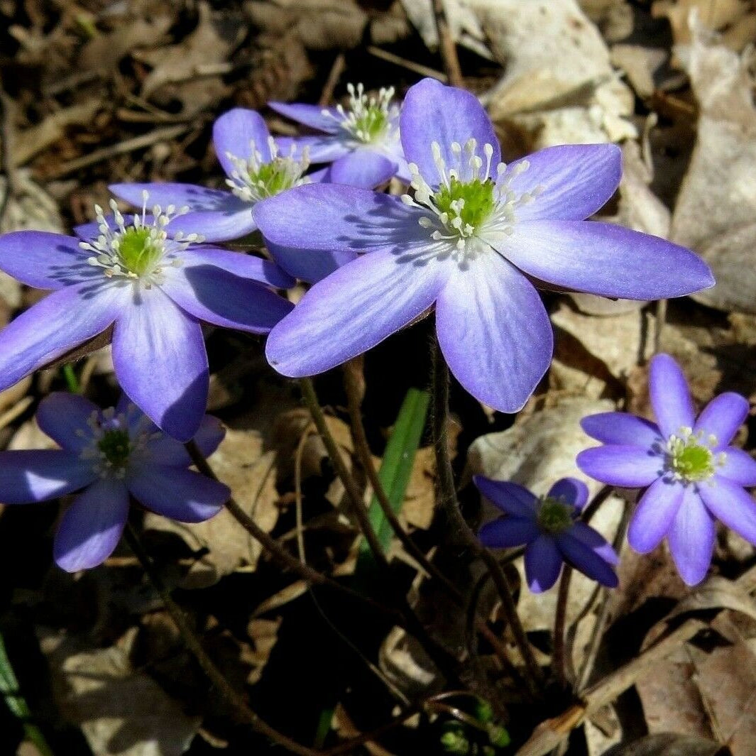 SHARP LOBED HEPATICA Hepatica acutiloba – Ferri Seeds