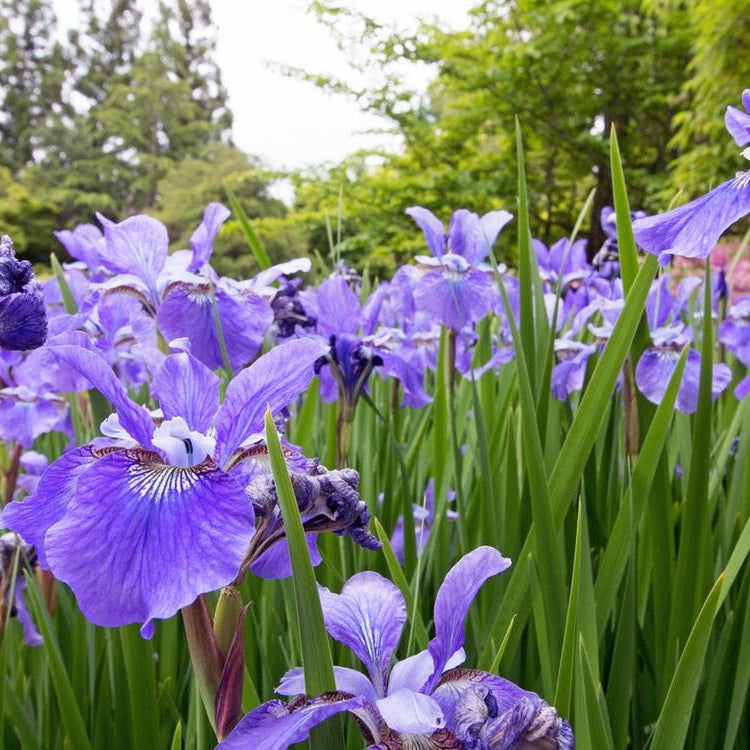NORTHERN BLUE FLAG IRIS Iris versicolor – Ferri Seeds