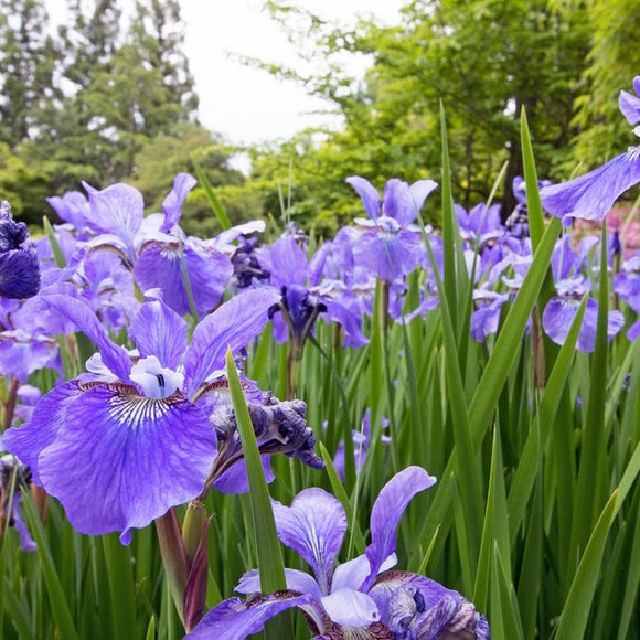 NORTHERN BLUE FLAG IRIS Iris versicolor