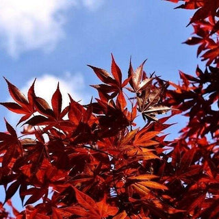 RED JAPANESE MAPLE Acer palmatum atropurpureum