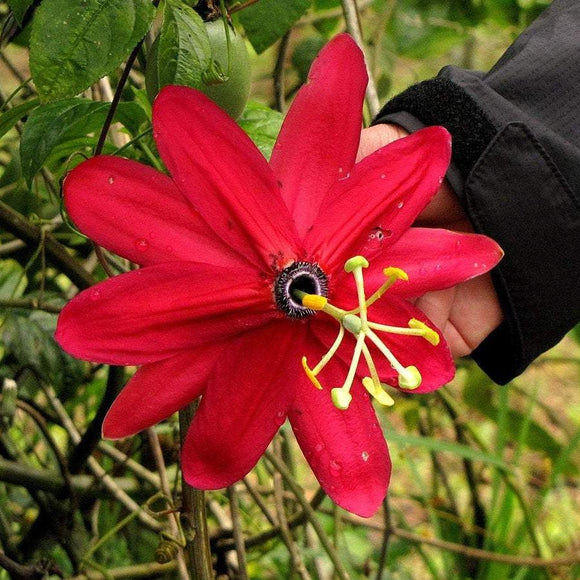 RED PASSION FLOWER VINE Passiflora antioquiensis
