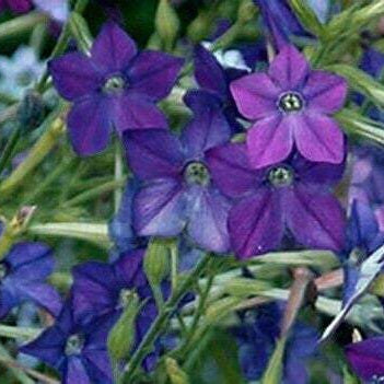 BLUE FLOWERING FRAGRANT TOBACCO Nicotiana