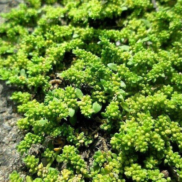 GREEN CARPET RUPTUREWORT Herniaria glabra Ferri Seeds