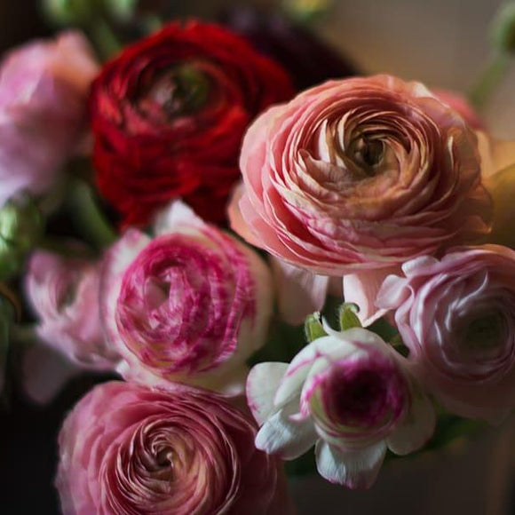 DOUBLE FLOWERS RANUNCULUS Compact – Ferri Seeds
