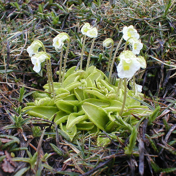 HARDY BUTTERWORT Pinguicula alpina, Zones 1 And Up!
