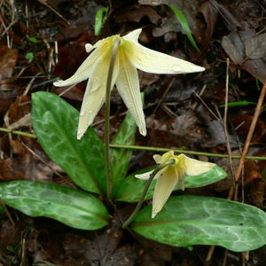 OREGON GIANT WHITE FAWN LILY Trout Lily, Erythronium oregonum
