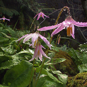 PINK FAWN LILY, TROUT LILY Erythronium revolutum johnsonii