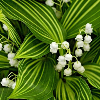 VARIEGATED LILY OF THE VALLEY Convallaria