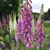 FOXGLOVE DIGITALIS Mix Hardy Spotted Perennial Pink Purple White Flower 100 Seeds