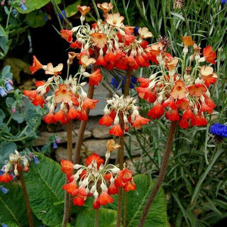 RED GIANT TIBETAN PRIMROSE Primula florindae