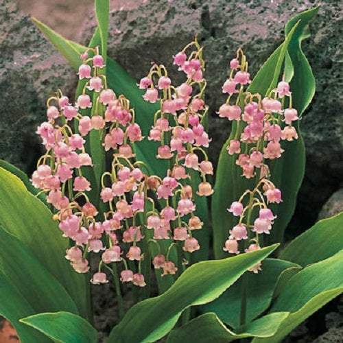 Lily of the Valley: How to Plant, Grow, and Care for Lily of the Valley  Flowers