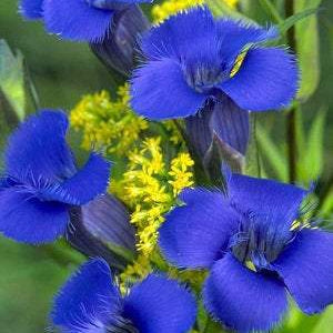 Gentianopsis crinita FRINGED GENTIAN – Ferri Seeds