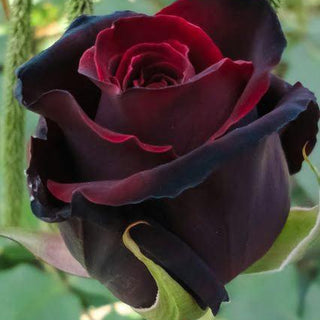 BLACK BUSH ROSE Rosa