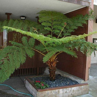SCALY TREE FERN Cyathea cooperi sphaeropteris