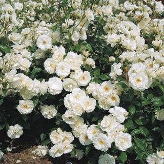 WHITE BUSH ROSE Rosa