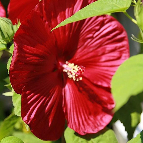 HARDY RED HIBISCUS Moscheutos
