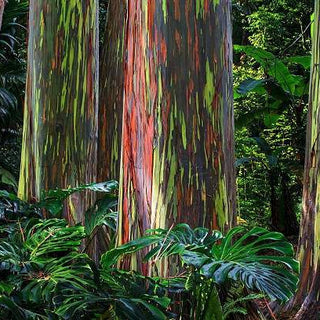 RAINBOW GUM Eucalyptus deglupta