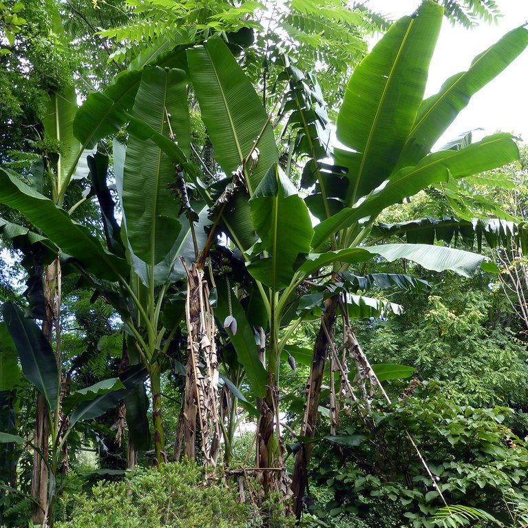 Musa sikkimensis DARJEELING BANANA – Ferri Seeds