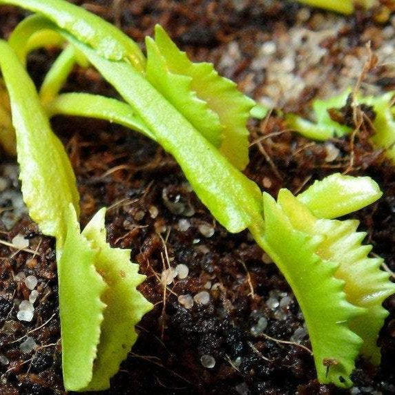 VENUS FLYTRAP UNUSUAL MIX Dionaea muscipula
