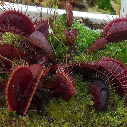 ROYAL RED VENUS FLYTRAP Dionaea muscipula