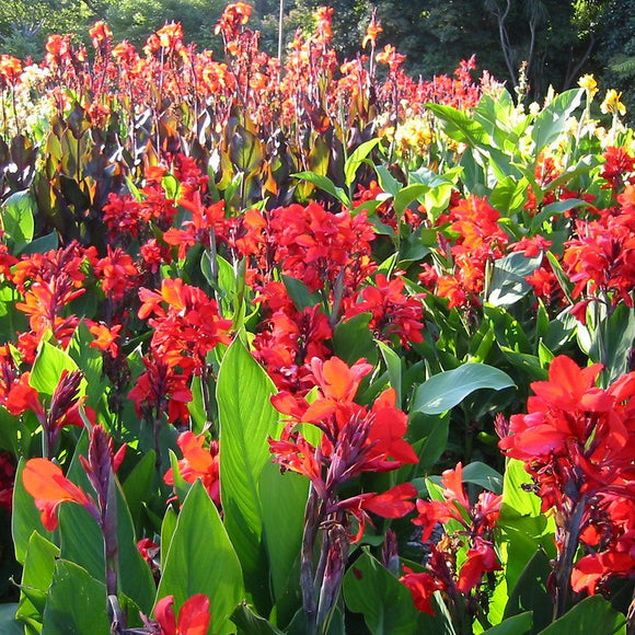 RED CANNA Indica