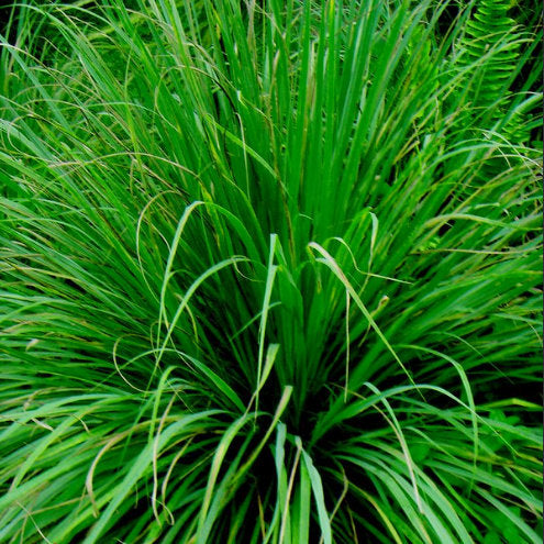 LEMON GRASS Cymbopogon citratus