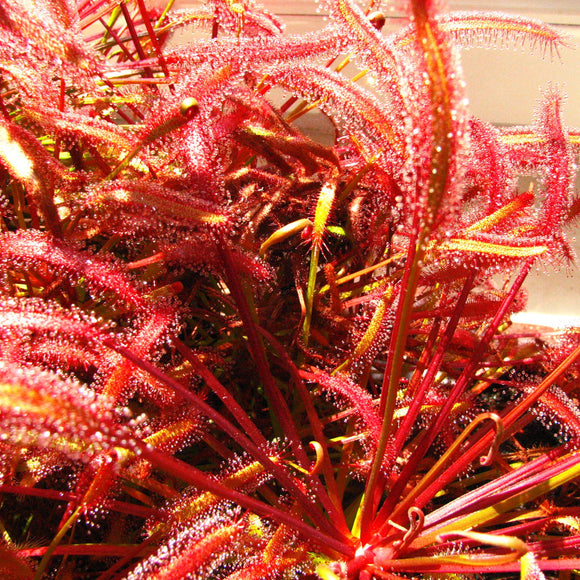 SOUTH AFRICAN RED CAPE SUNDEW, Drosera capensis