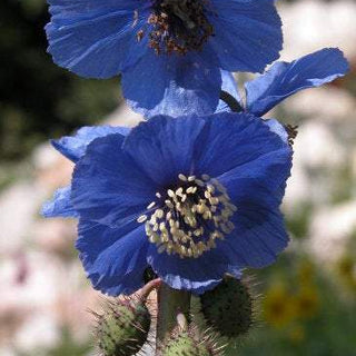 BLUE POPPY Meconopsis racemosa