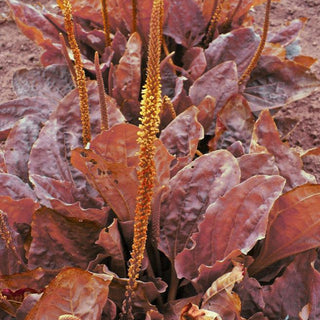 RED PLANTAIN Plantago major rubrifolia