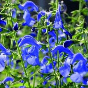 DEEP-BLUE SAGE, Gentian Sage, Salvia patens