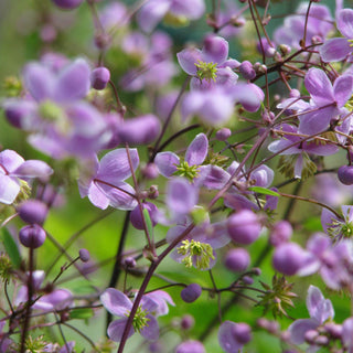 CHINESE MEADOW RUE Thalictrum delavayi