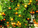 HARDY ORANGE Japanese Bitter Orange, Trifoliata poncirus (Canada only, no USA sales)