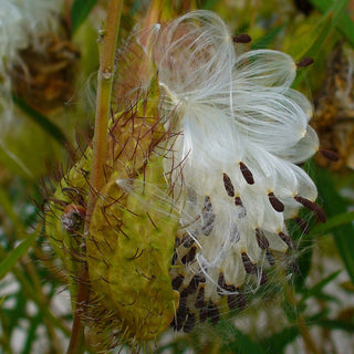 SWAN PLANT MILKWEED <br>Asclepias fruticosa